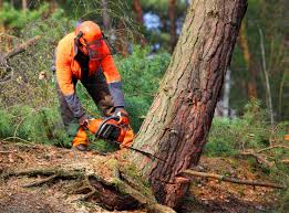 Lawn Pest Prevention in Florence, CO