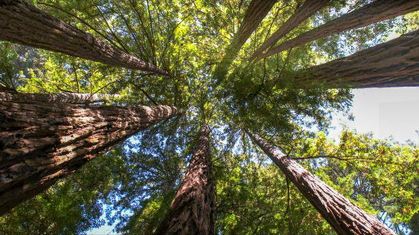 How Our Tree Care Process Works  in  Florence, CO