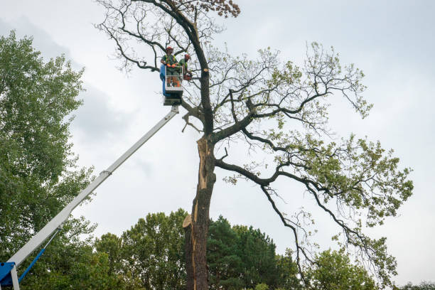 Florence, CO Tree Removal Company