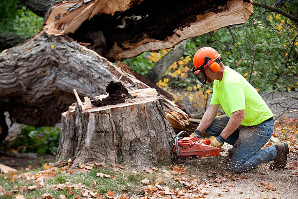  Florence, CO Tree Removal Pros