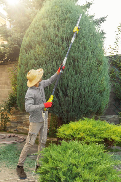 Florence, CO Tree Removal Company